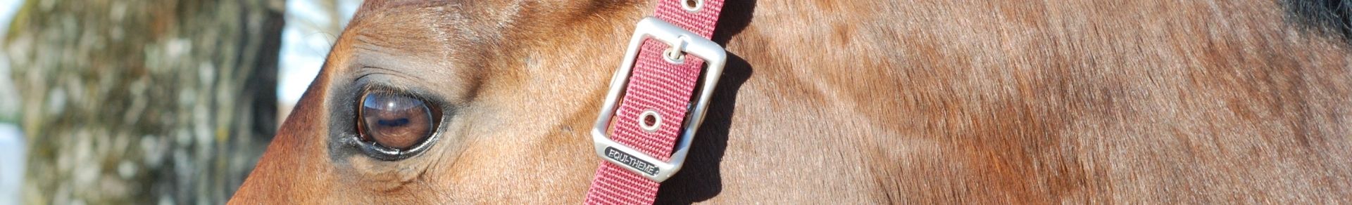 Assurance chevaux de loisirs hipassur