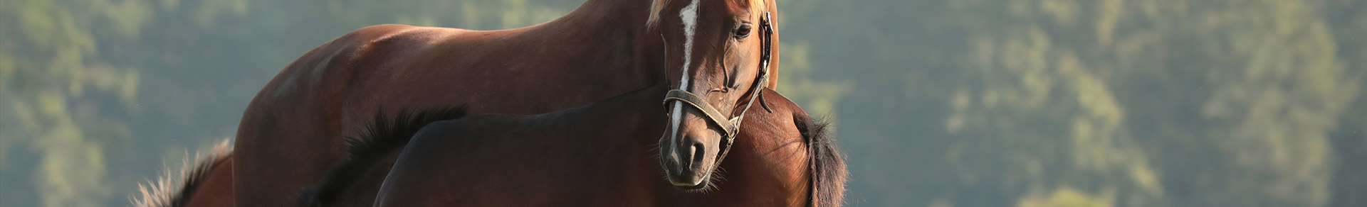 Hipassur assure les écuries