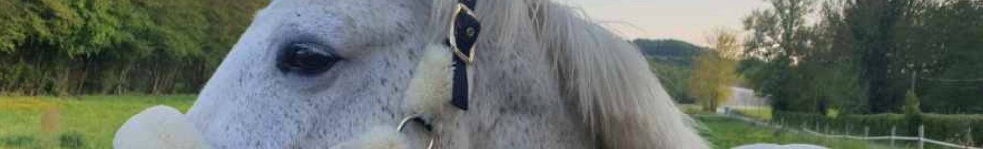 Assurance poney Hipassur