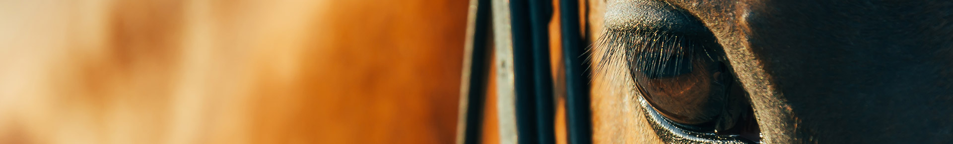 Assurance cheval Hipassur